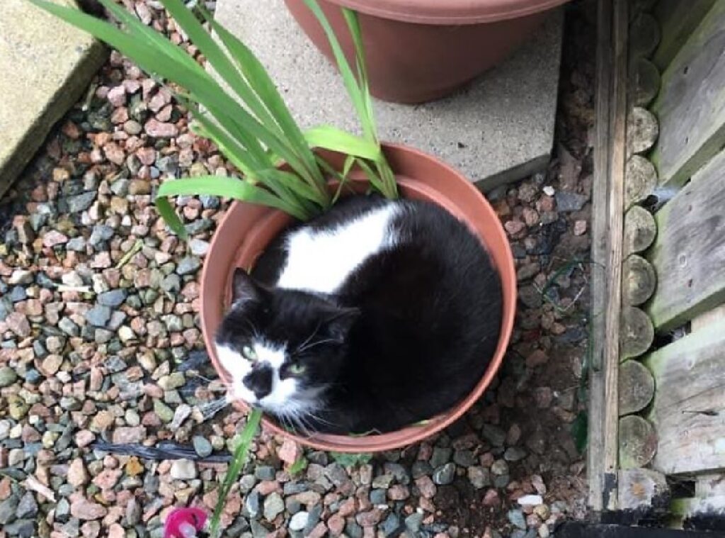 gatto dentro vaso pianta