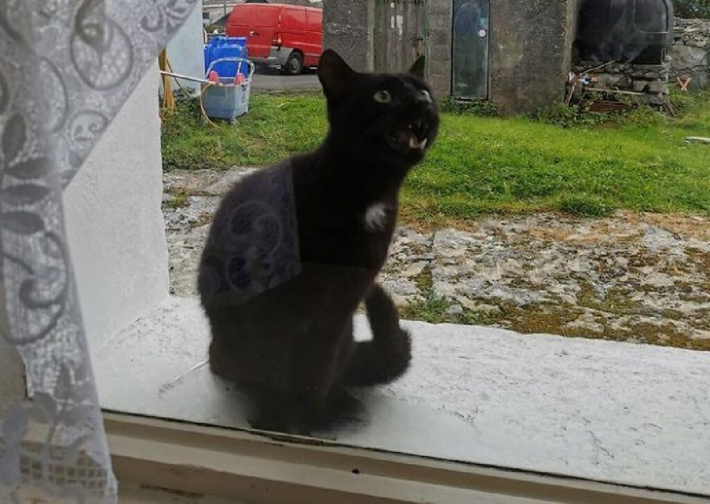gatto nero fuori finestra