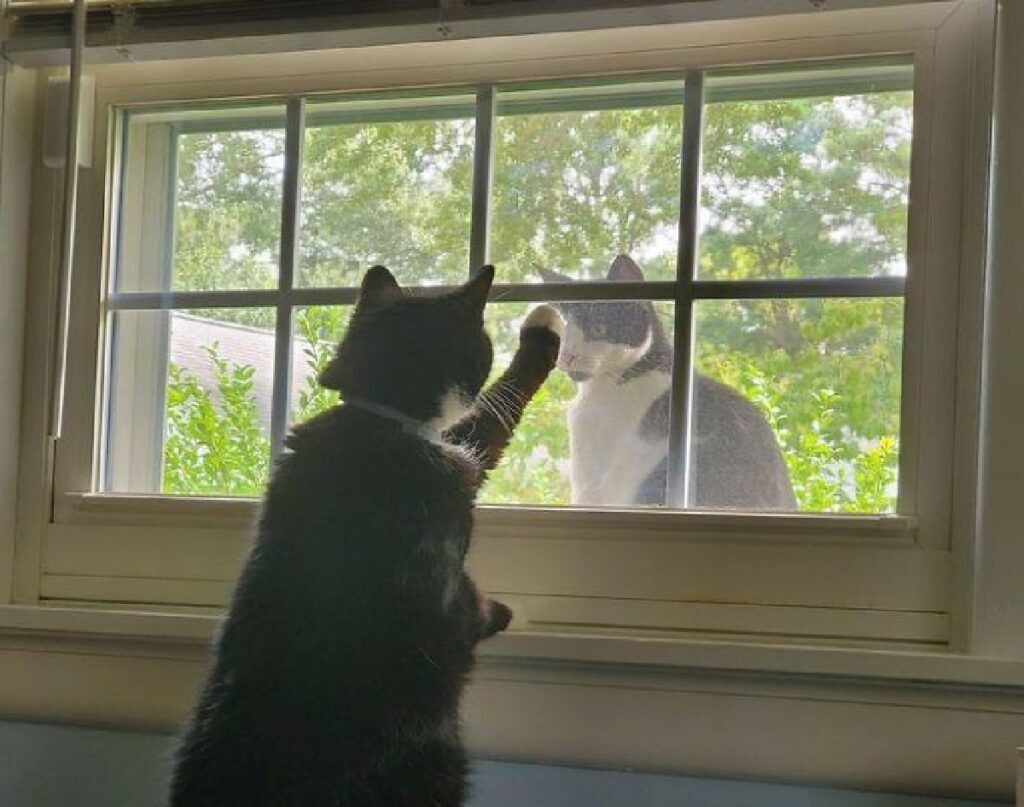 gatto appoggia zampa finestra