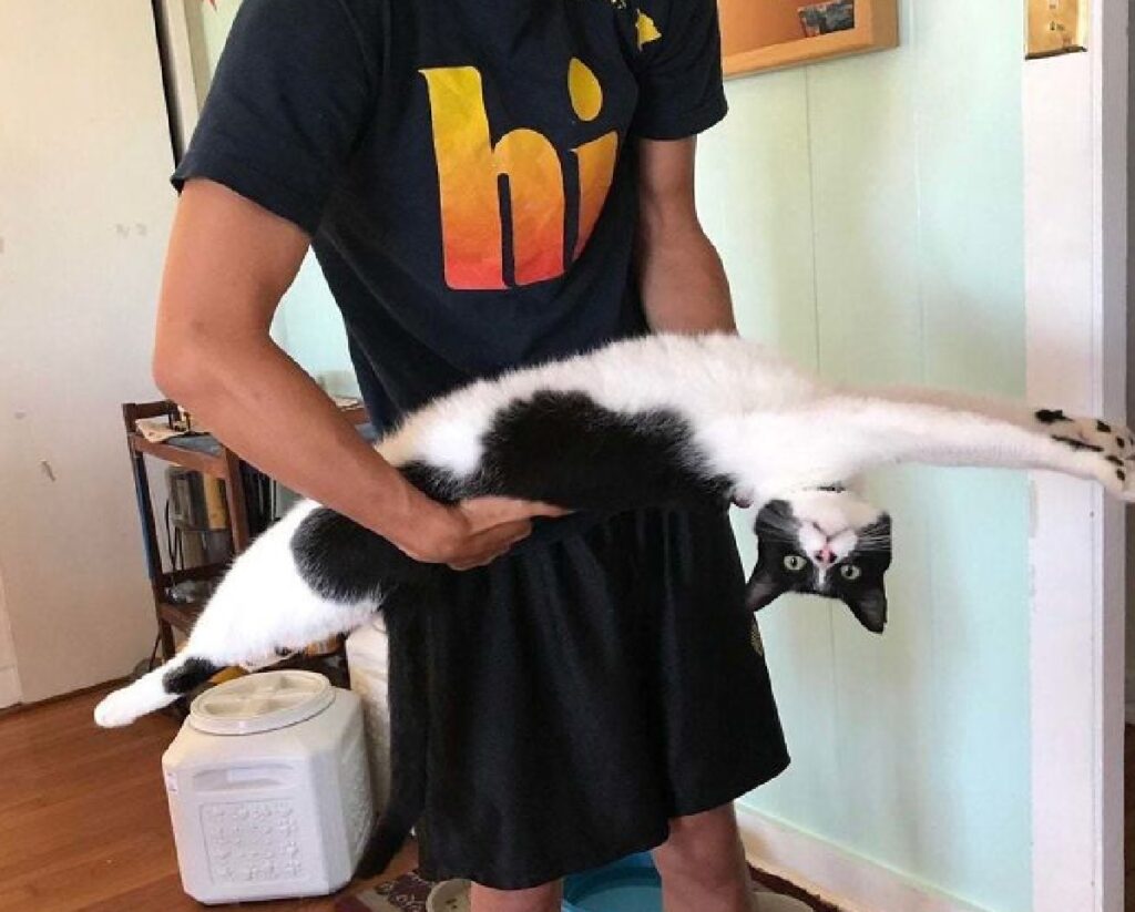 gatto stira propria schiena