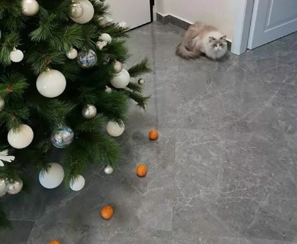 gatto con mandarini vicini 