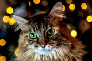 8 foto di gatti che non hanno perso tempo per festeggiare il Natale a modo loro