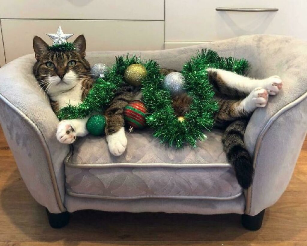 gatto vera attrazione natalizia