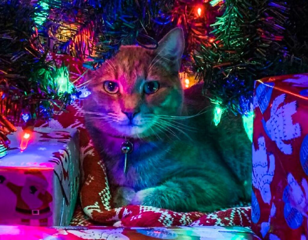 gatto diventa regalo di natale