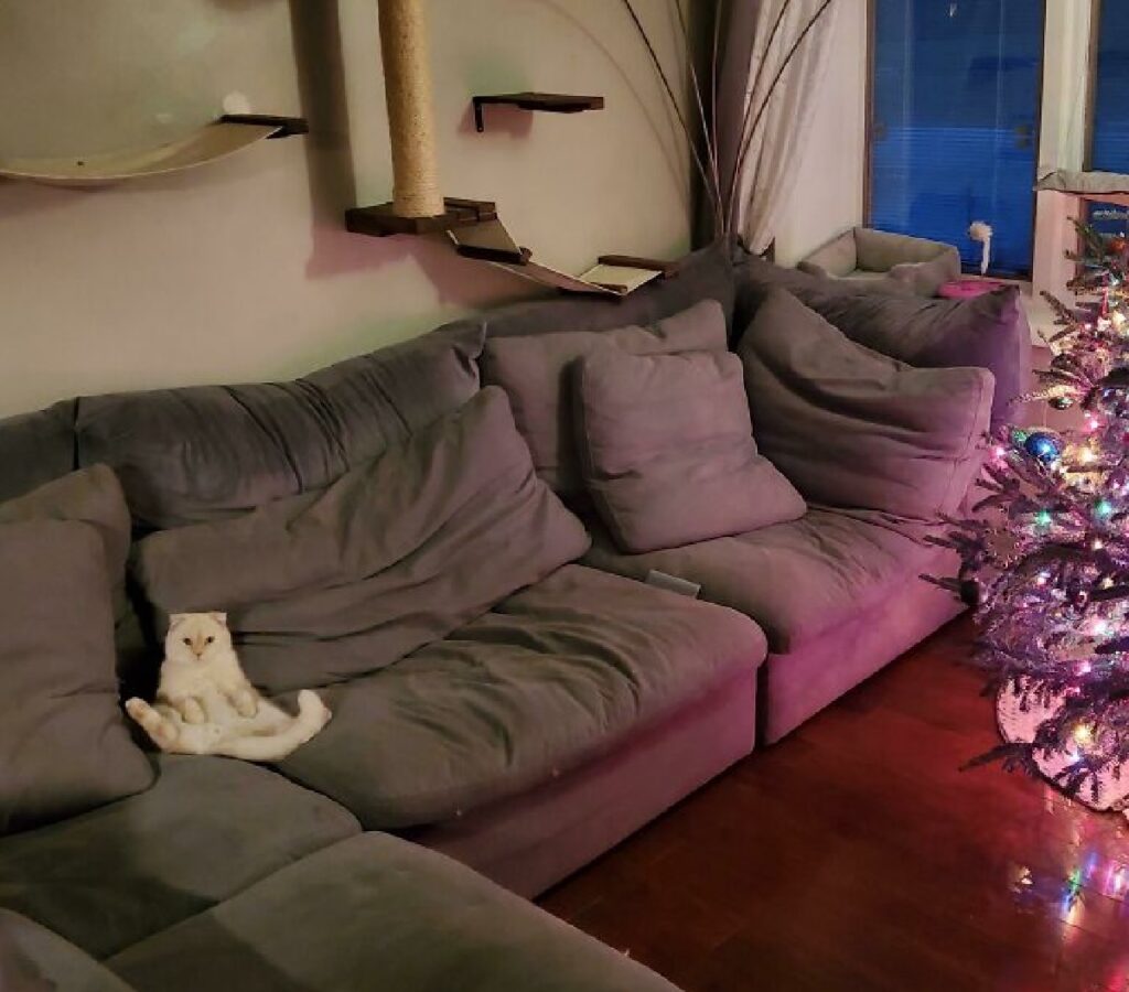 gatto seduto sul divano 