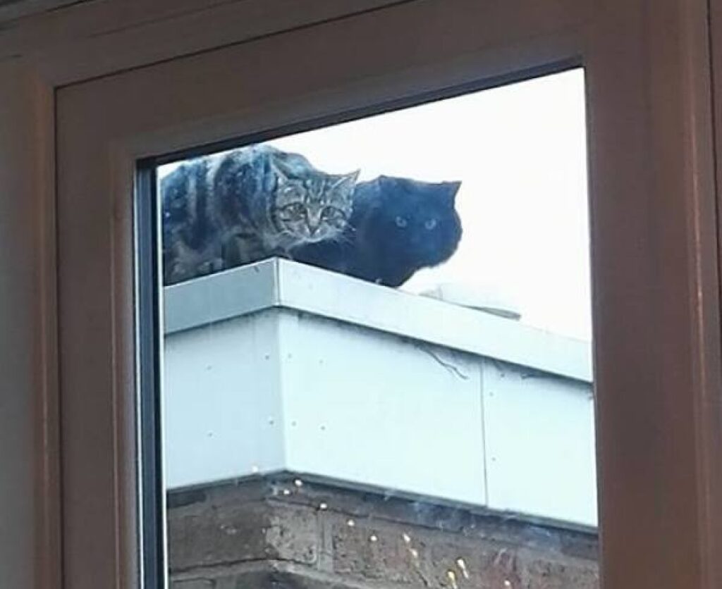 gatti osservano fuori finestra