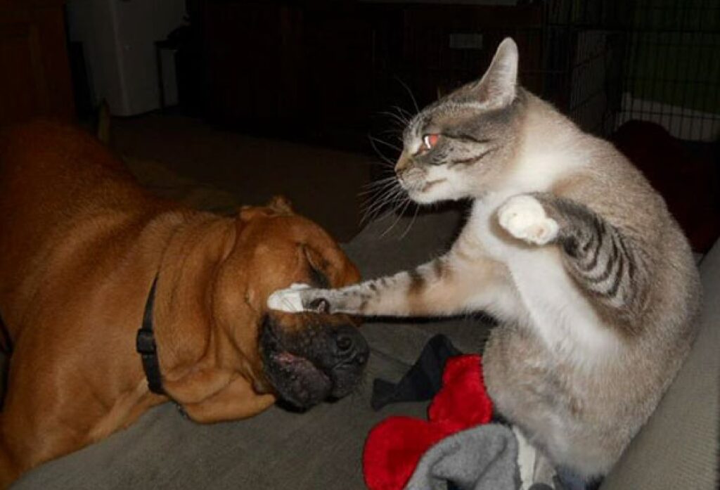 gatto prende a schiaffi cane