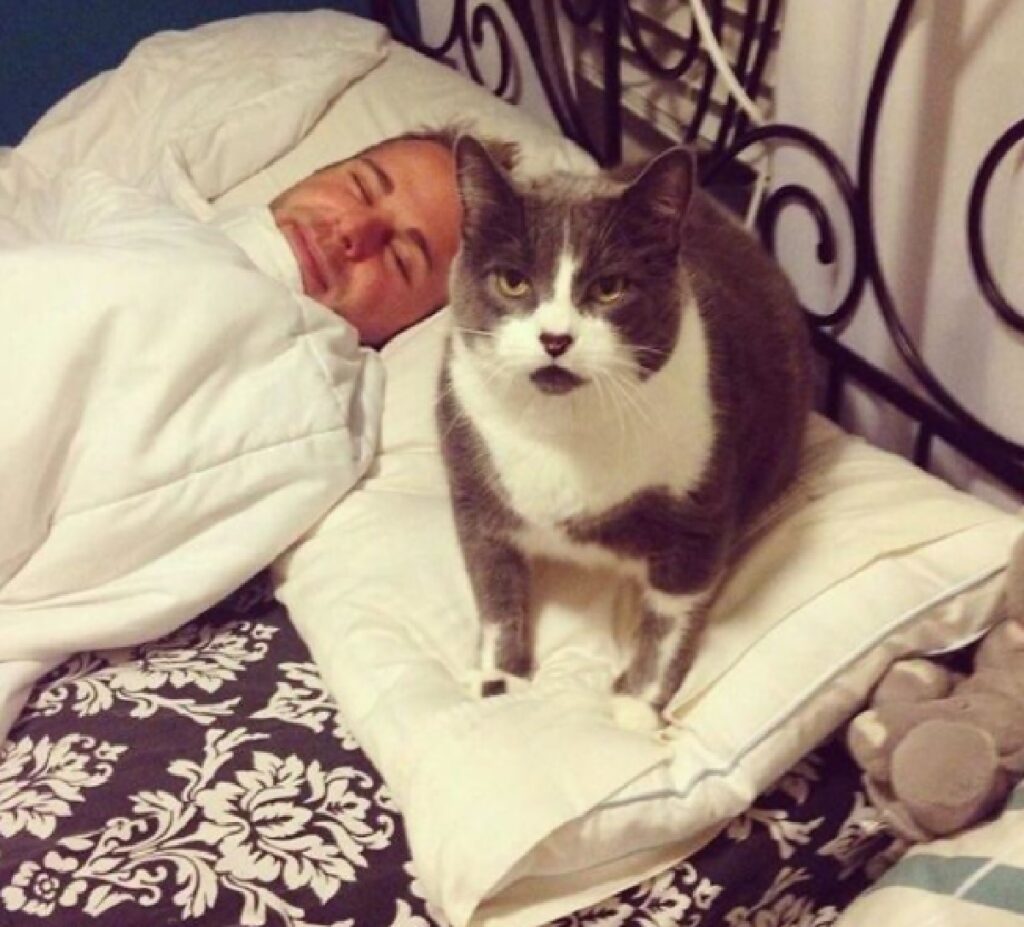 gatto seduto su cuscino 