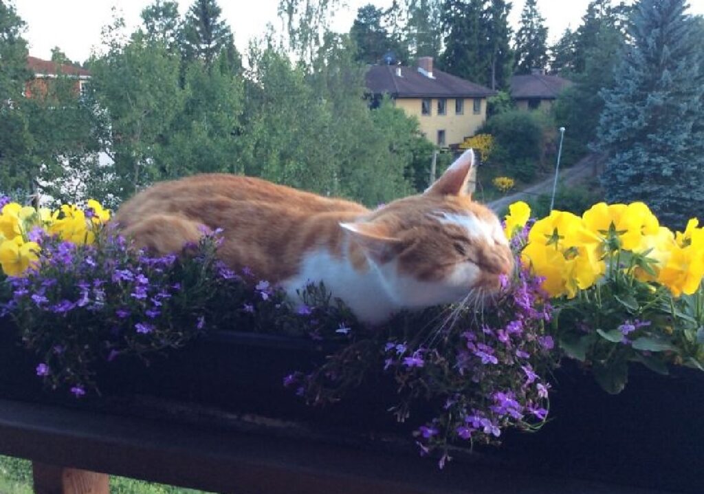 gatto sui fiori viola