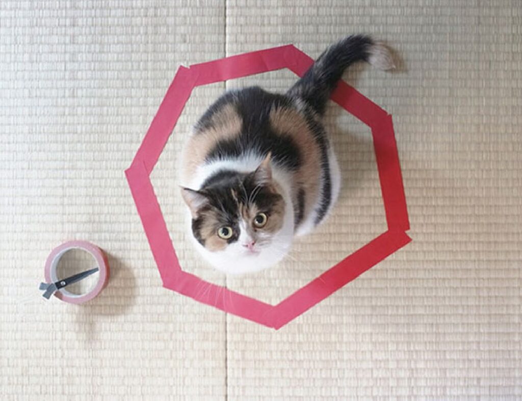 gatto dentro cerchio colore rosso