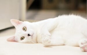 8 foto di gatti che sfruttano al massimo le loro funzioni cognitive