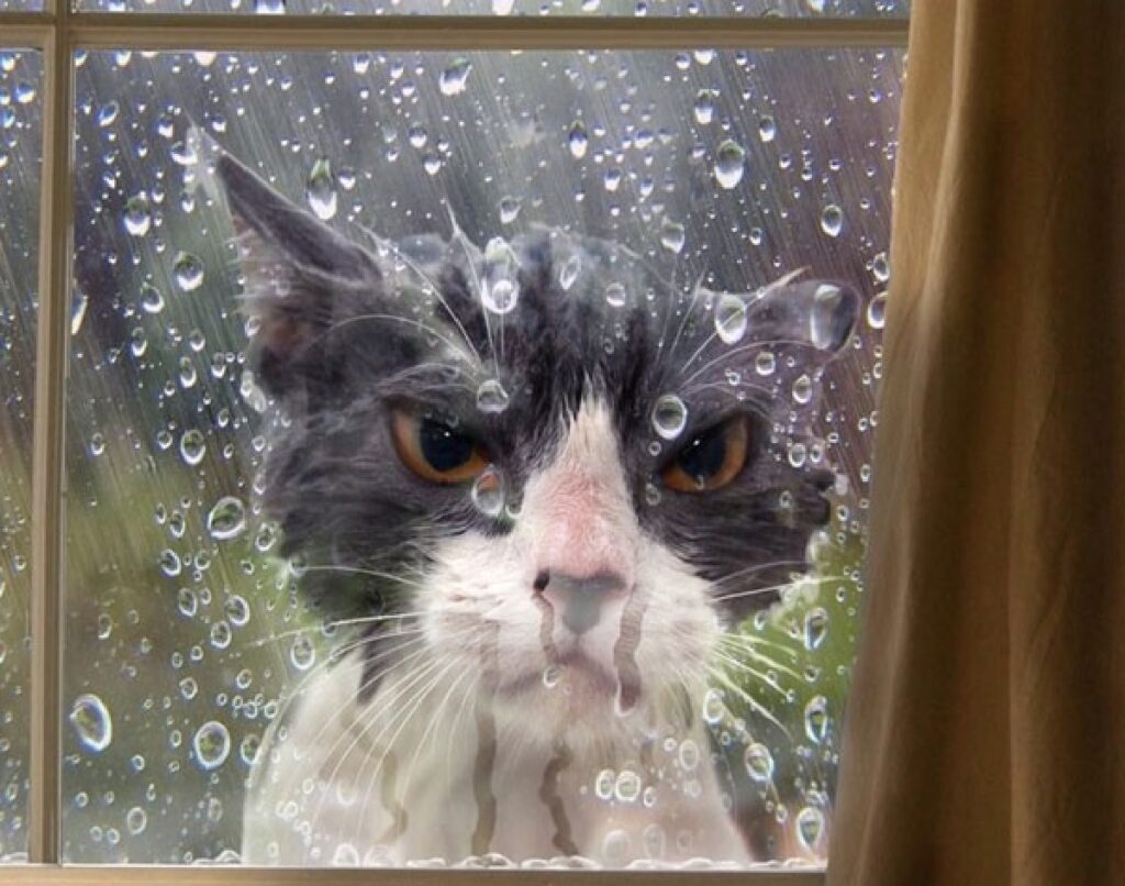 gatto bagnato dalla pioggia