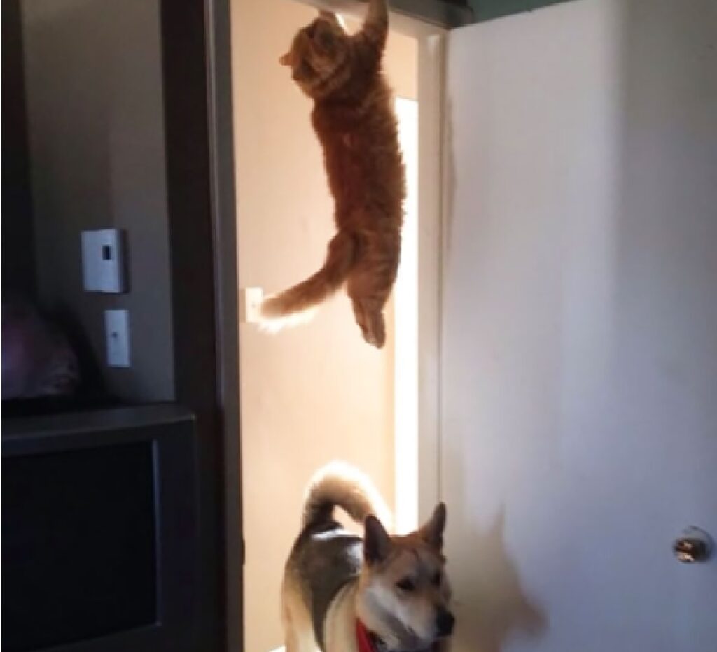 gatto si arrampica per cane