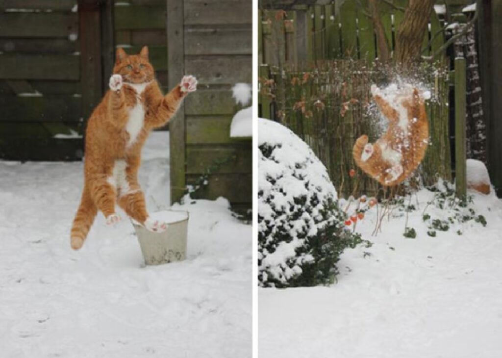 gatto rosso gioca con neve
