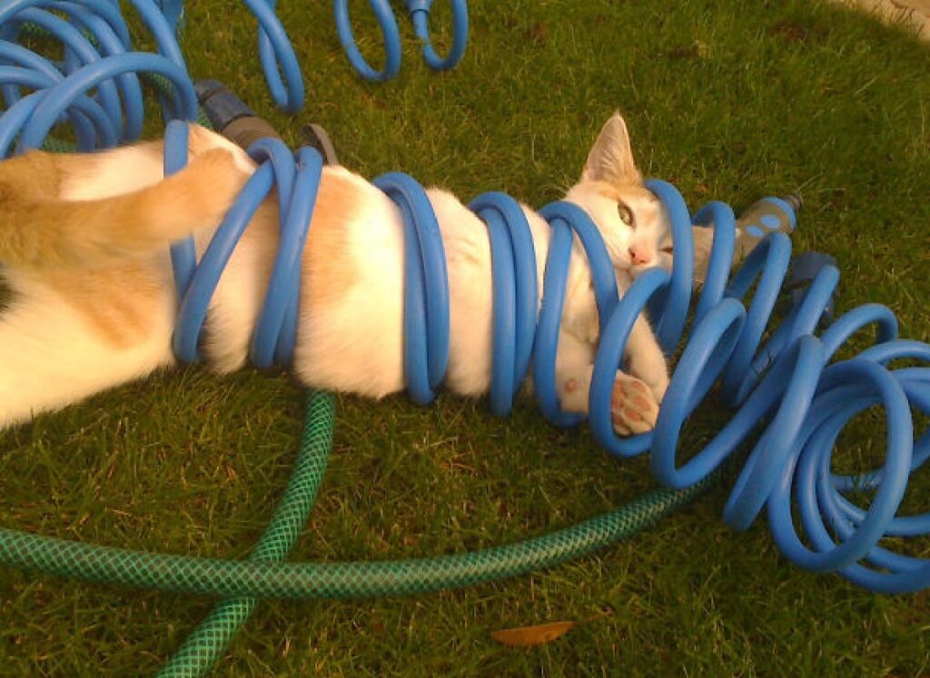 gatto incastrato tubo compressore