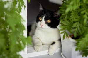 8 foto di gatti che sicuramente si sono impegnati per far ridere i proprietari