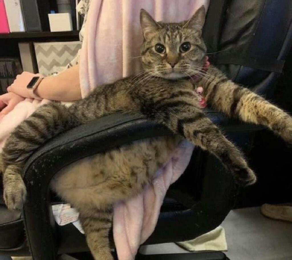 gatto grasso seduto bene