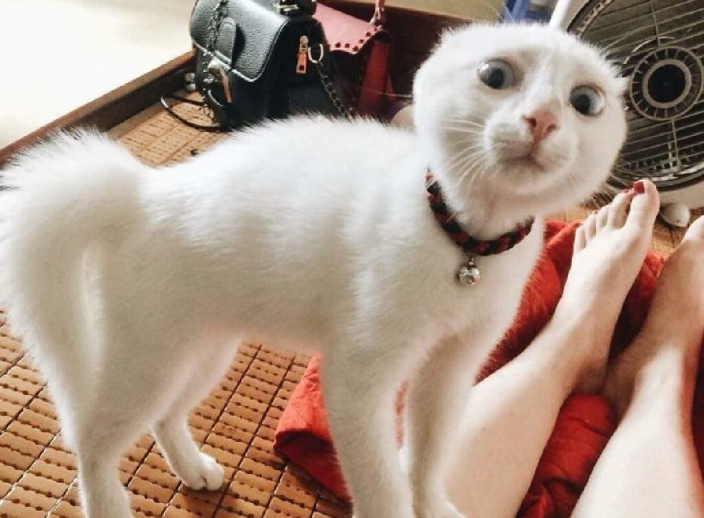 gatto bianco collare sonaglio