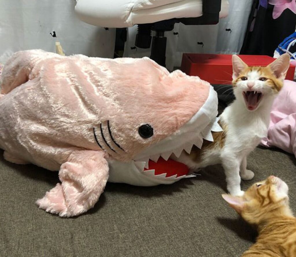 gatto inghiottito da squalo