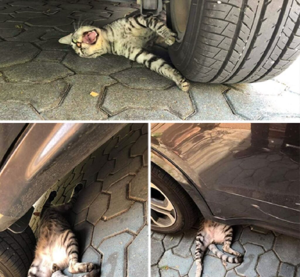gatto sotto ruota auto