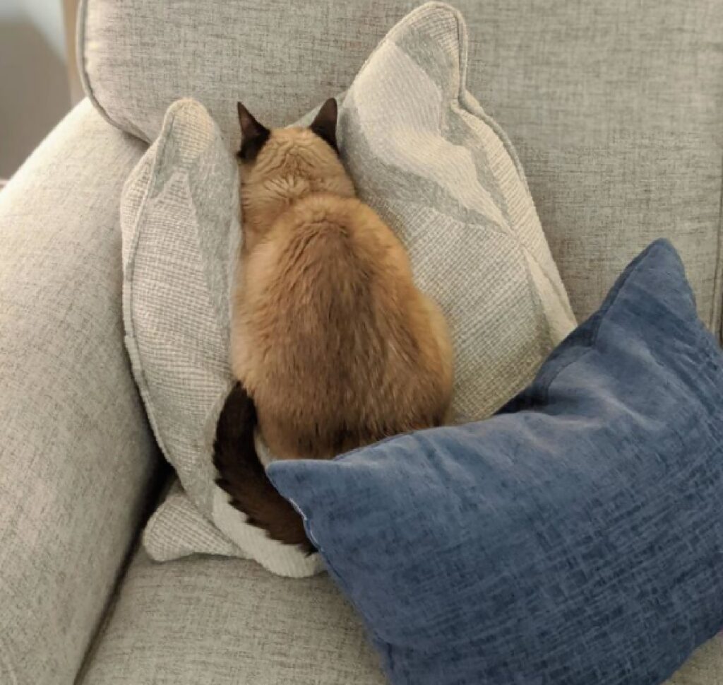 gatto sui cuscini del divano