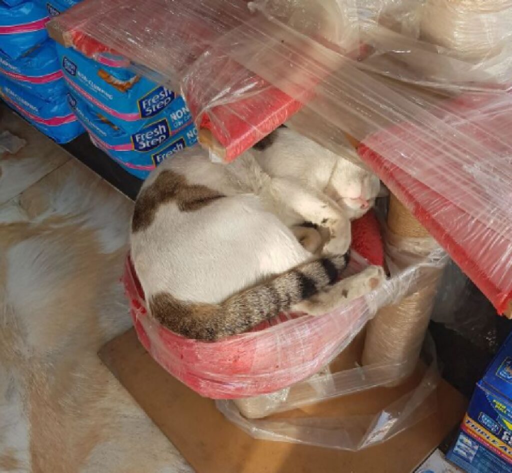 gatto dorme su tiragraffi imballato