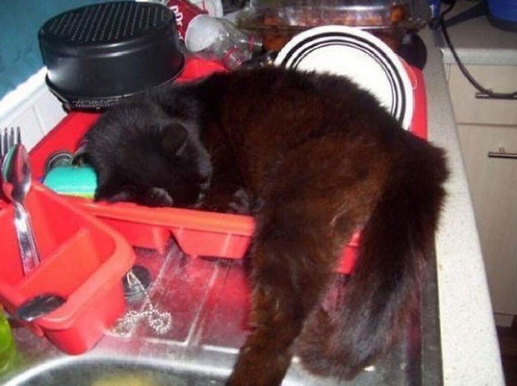 gatto nero su lavandino