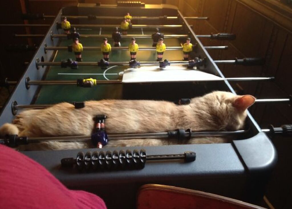 gatto dorme sul biliardino 