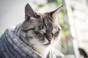 8 foto di gatti che volevano solamente “chiudere gli occhi per 5 minuti”