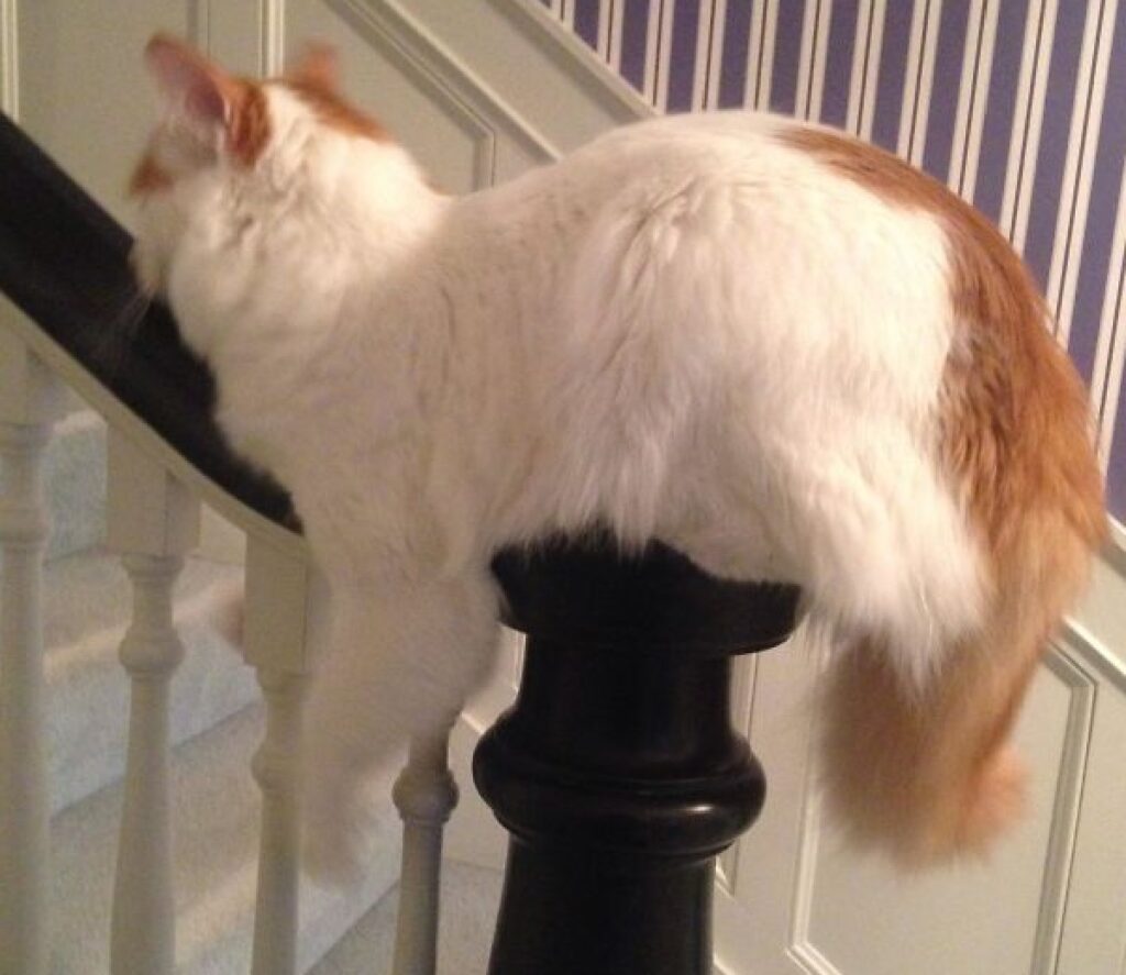 gatto su corrimano scale