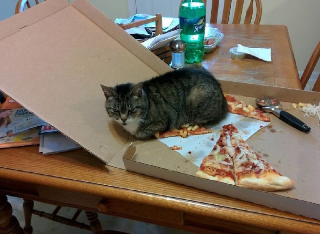 gatto riposa su pizza