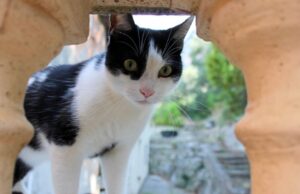8 foto di gatti combinaguai di prima categoria che si divertono nel far impazzire i proprietari