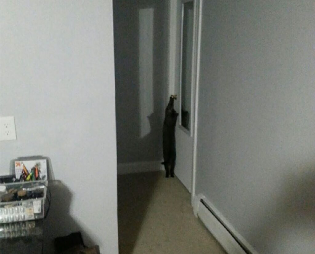 gatto cerca di aprire porta bagno