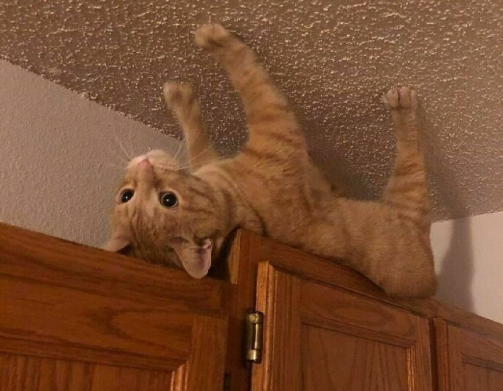 gatto zampe sul soffitto 
