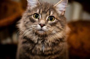 8 foto di gatti dagli atteggiamenti tanto confusi quanto straordinariamente divertenti