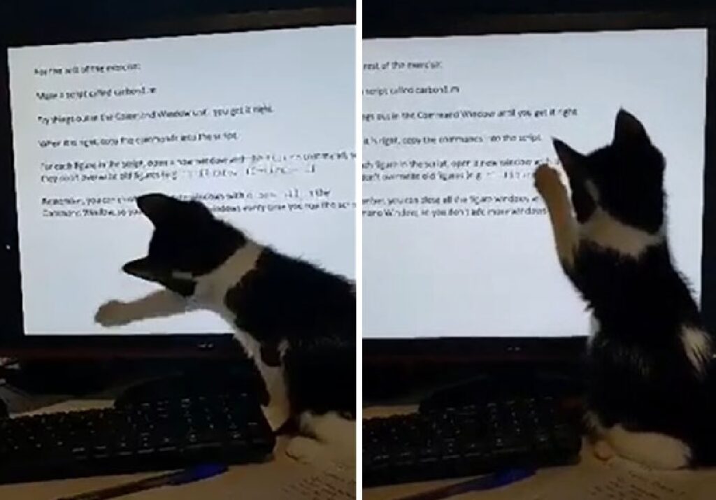 gatto indica schermo del computer