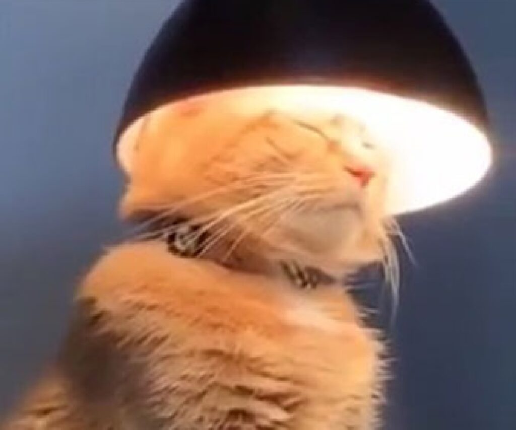 gatto si fa le lampade