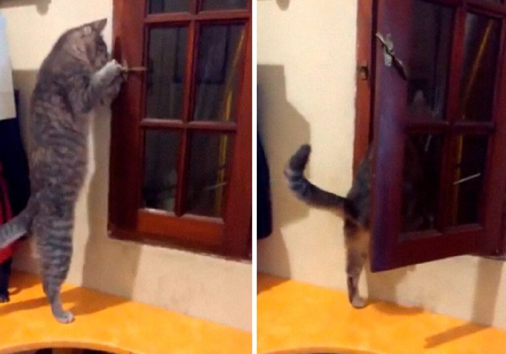 gatto esce da finestra