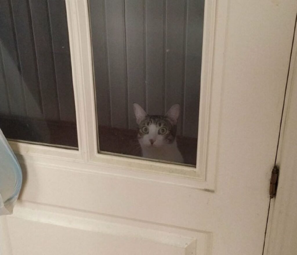 gatto dietro vetro porta