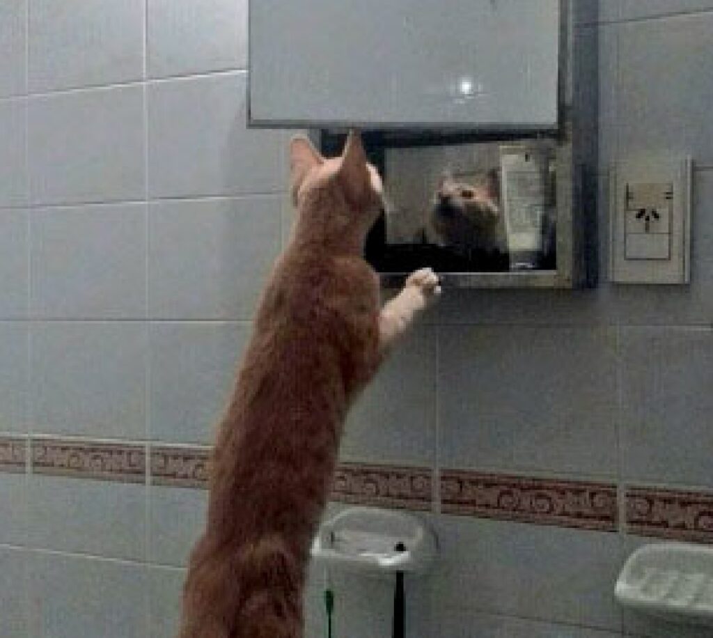gatto si guarda allo specchio