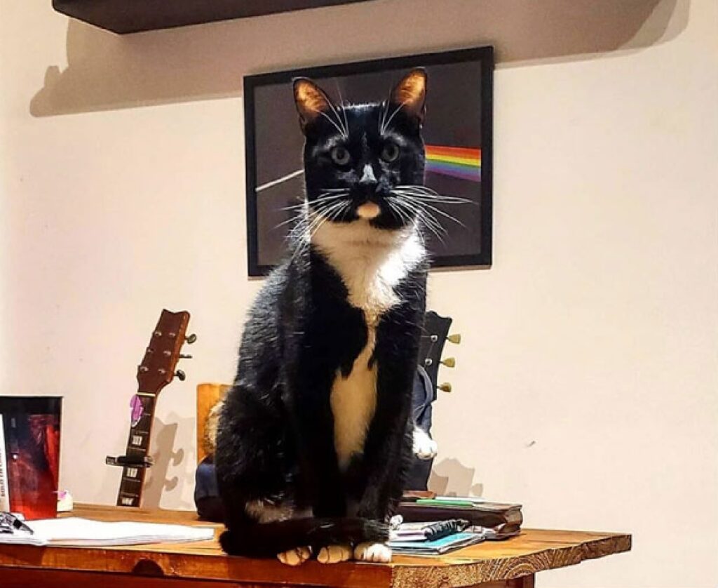 gatto sopra scrivania