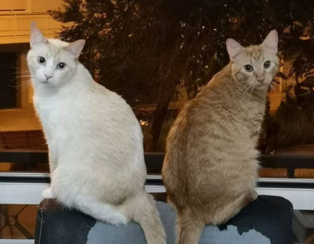 gatti simmetrici tra loro