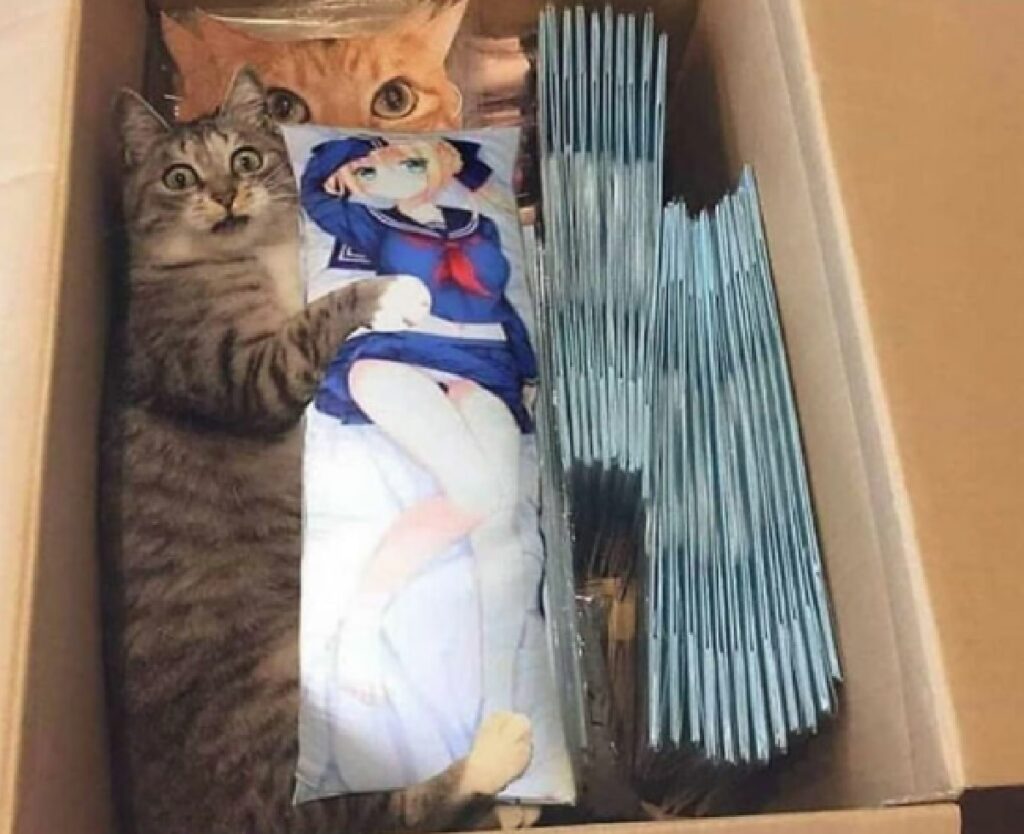 gatto trovato dentro scatola