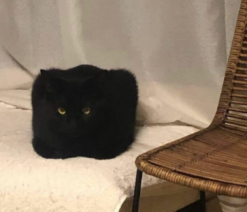 gatto nero forma di cubo