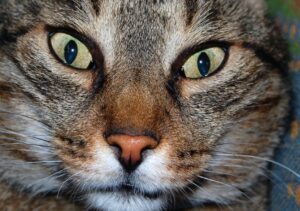 8 foto di gatti divenuti famosi sul web per le loro “buffe” imprese