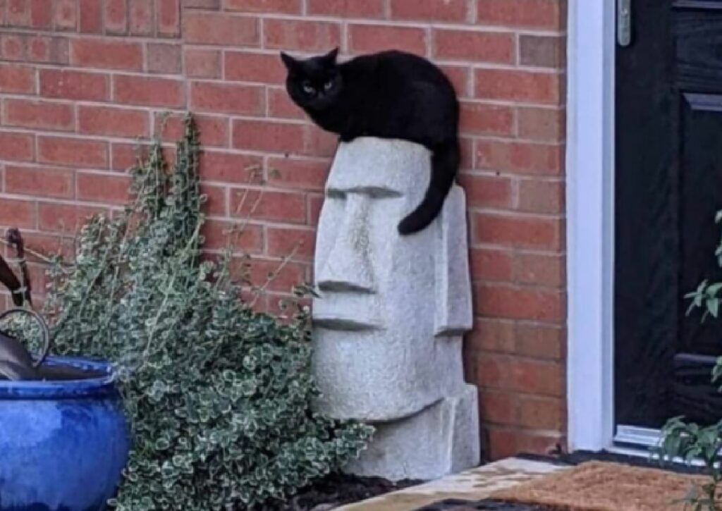 gatto nero sopra moai