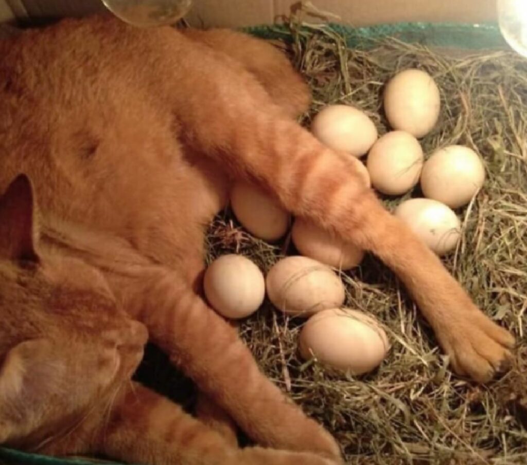 gatto depone uova