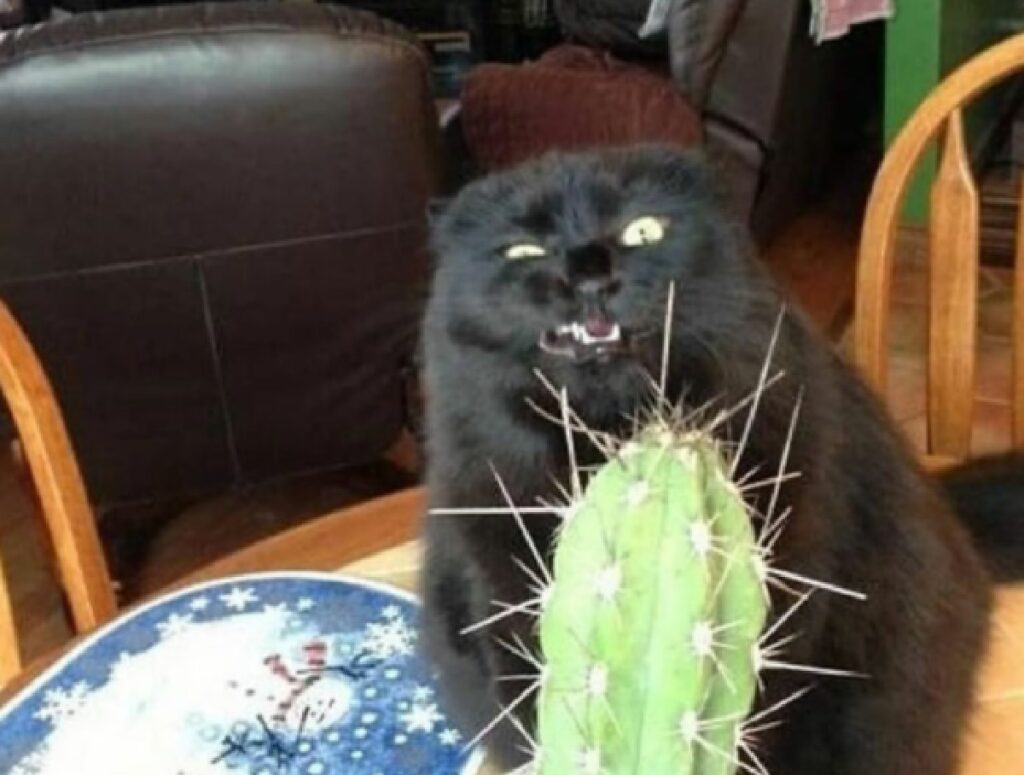 gatto disgustato da cactus