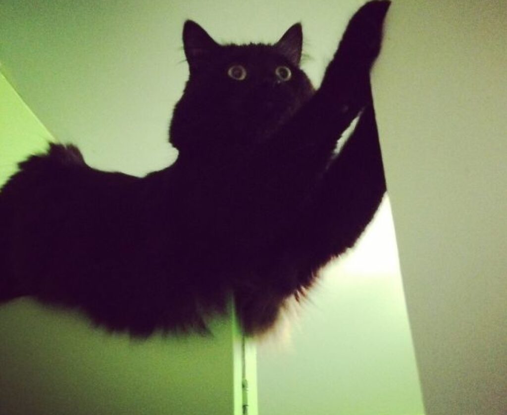 gatto nero pelo lungo in alto