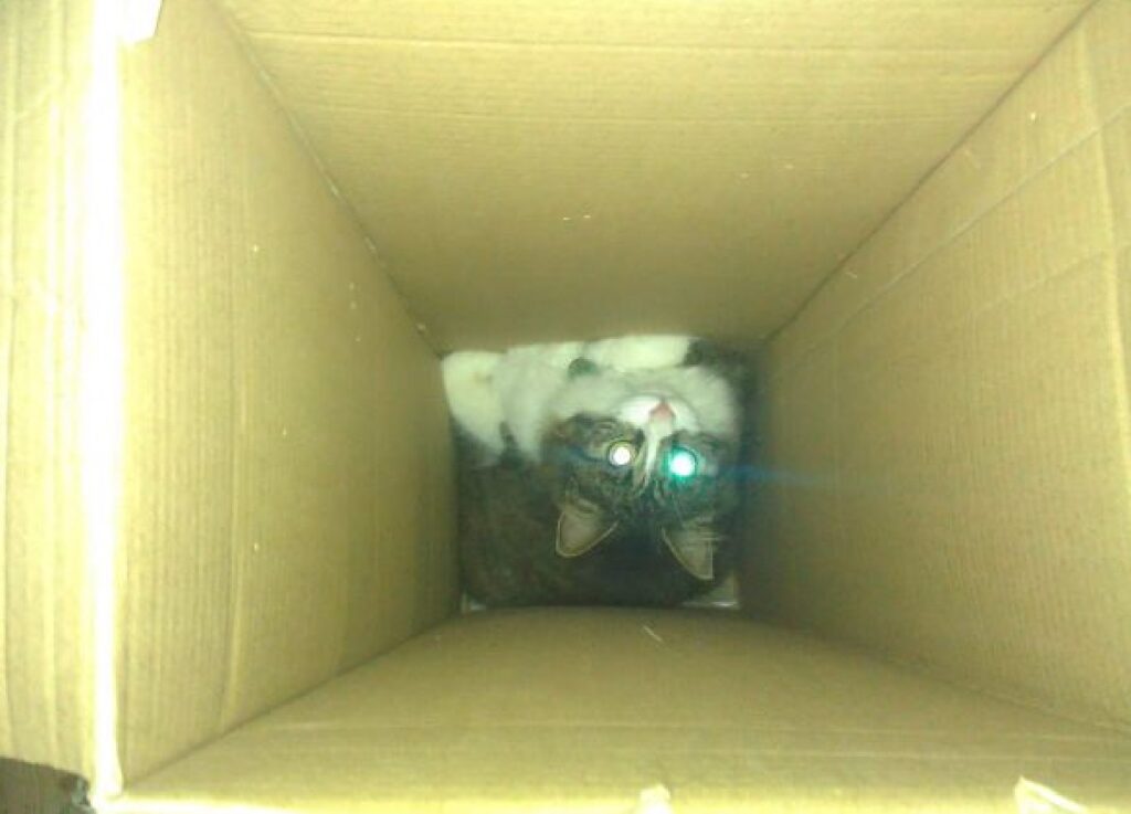 gatto cartone occhi lucidi 